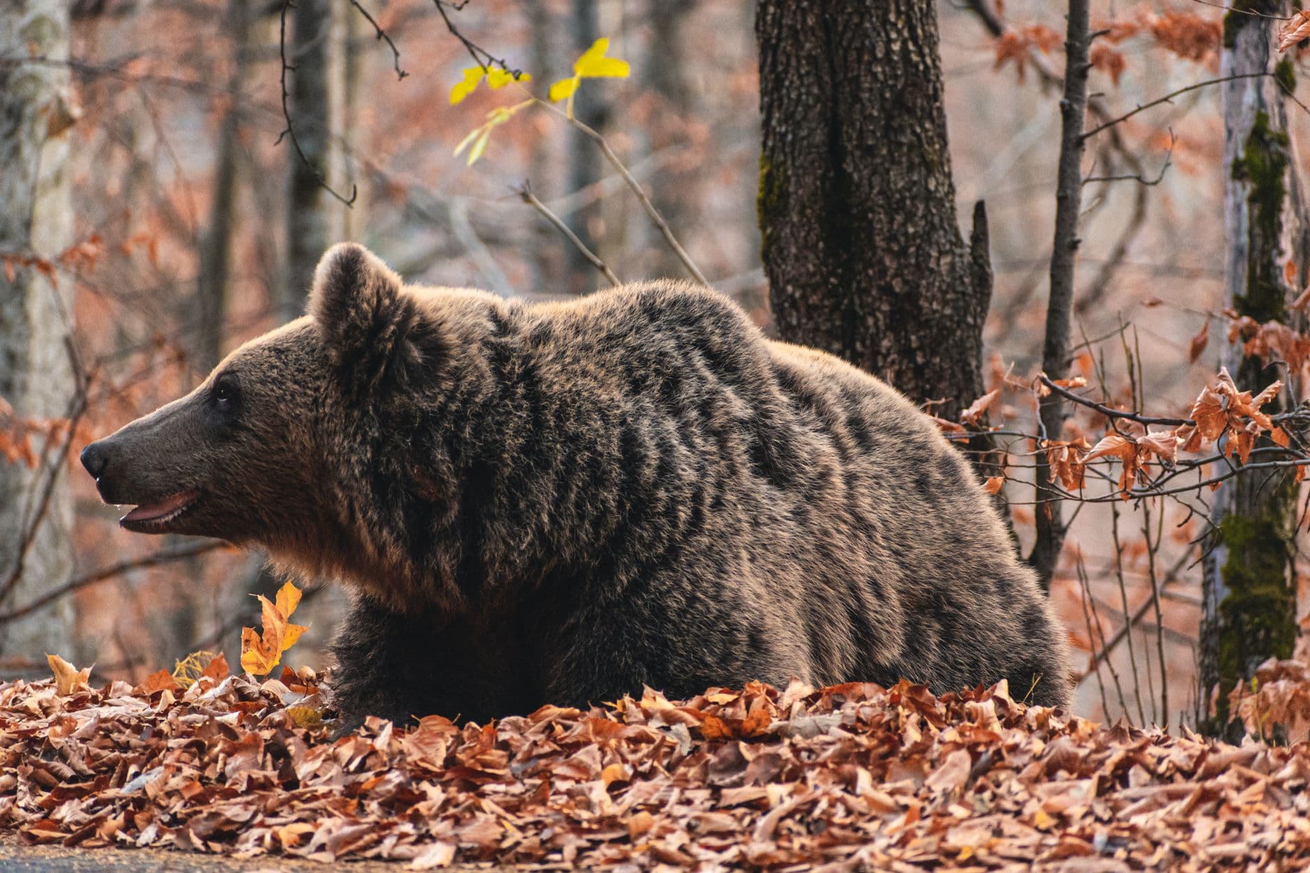 Nilgiris | Bears | பட்டப்பகலில் அசால்ட்டாக ஊருக்குள் திரிந்த `கரடி’  - பயத்தில் தெறித்து ஓடிய மக்கள்